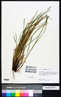 Carex willdenowii image