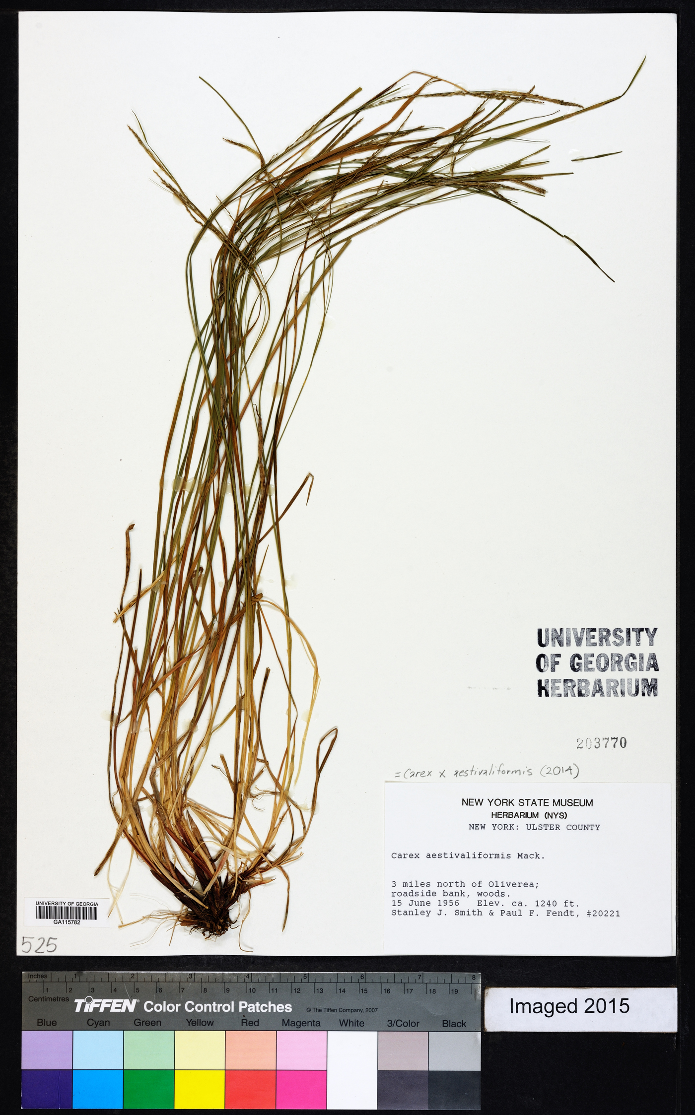 Carex aestivaliformis image