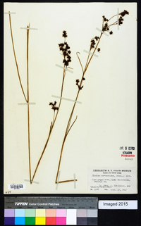 Cladium mariscoides image