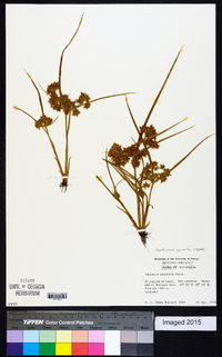 Image of Cyperus assimilis