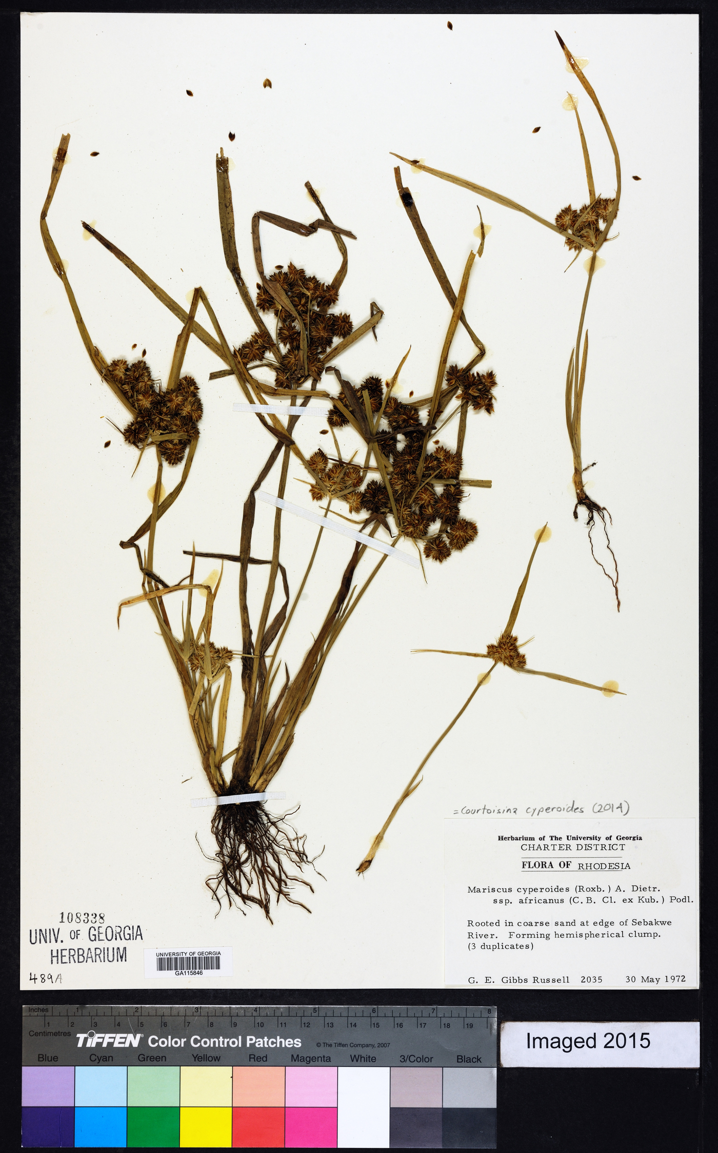 Cyperus pseudokyllingioides image