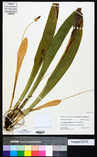 Carex fraseriana image