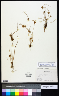 Cyperus acuminatus image