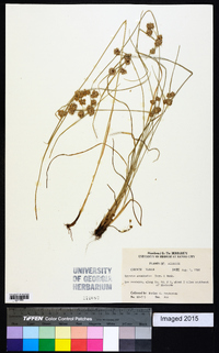 Cyperus acuminatus image