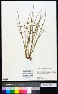 Cyperus acuminatus image