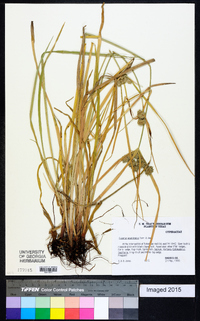 Cyperus acuminatus image