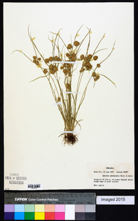 Cyperus acuminatus image