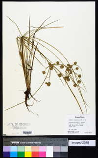 Cyperus acuminatus image