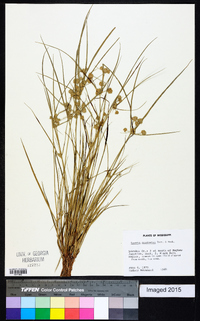 Cyperus acuminatus image