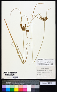 Cyperus aggregatus image