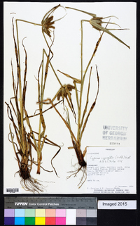 Cyperus aggregatus image