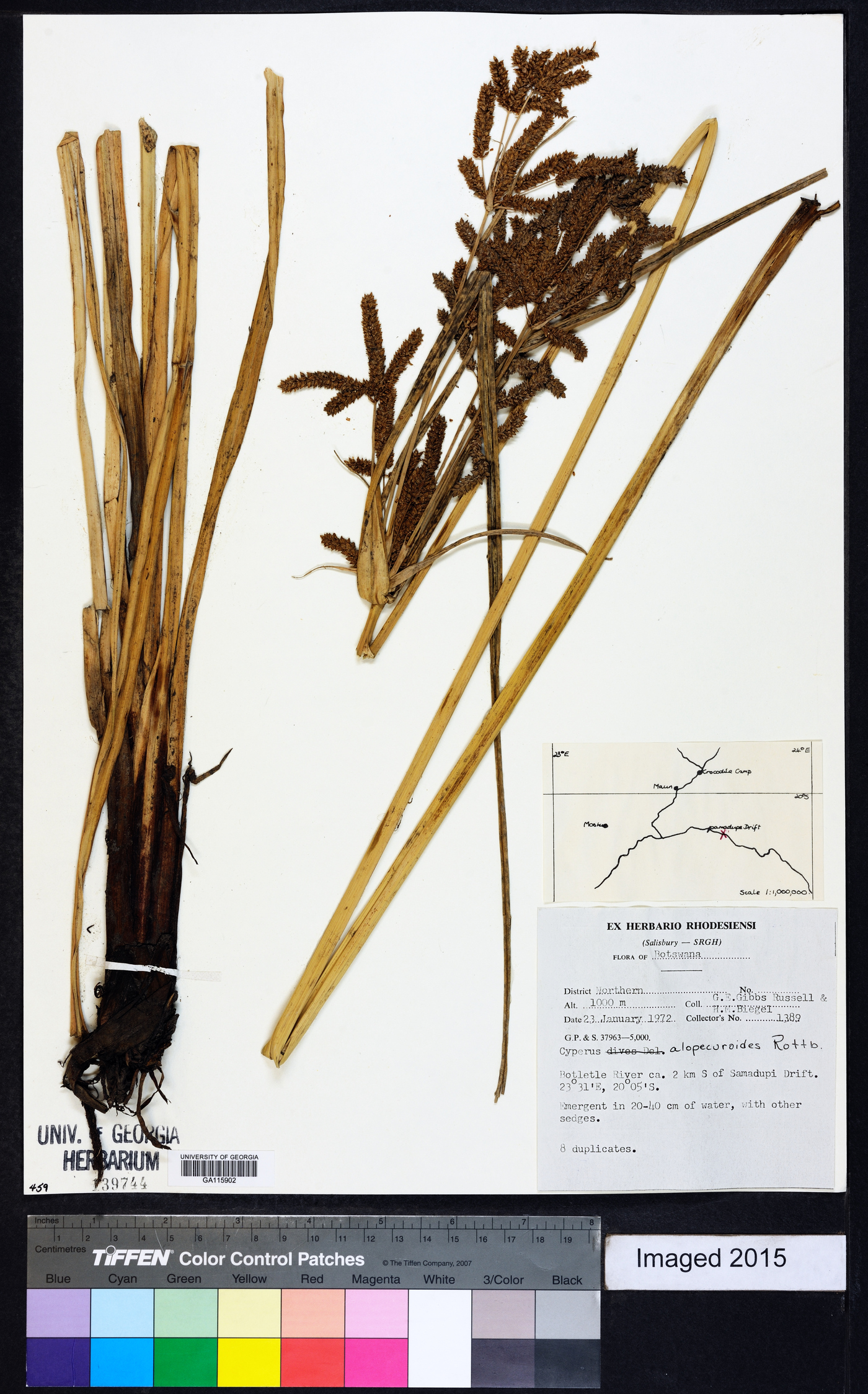 Cyperus alopecuroides image