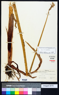 Cyperus articulatus image