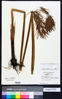 Cyperus articulatus image