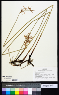 Cyperus articulatus image