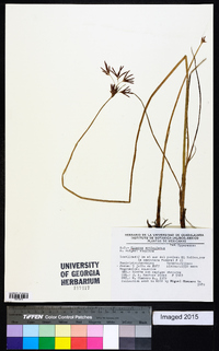 Cyperus articulatus image