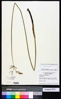 Cyperus articulatus image