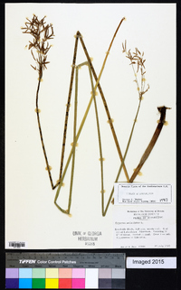 Cyperus articulatus image