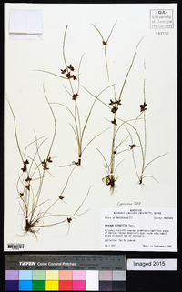 Cyperus bipartitus image