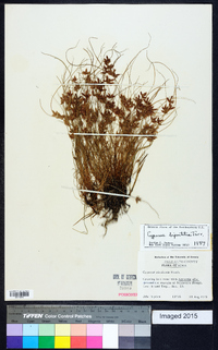 Cyperus bipartitus image