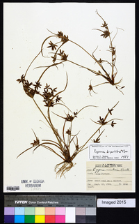 Cyperus bipartitus image