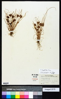 Cyperus bipartitus image