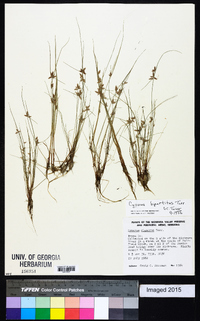 Cyperus bipartitus image