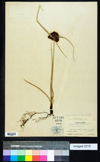 Cyperus planifolius image