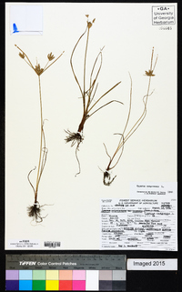 Cyperus compressus image