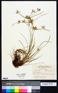 Cyperus compressus image