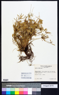 Cyperus compressus image