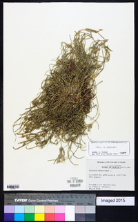 Cyperus compressus image