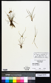 Cyperus compressus image