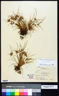 Cyperus compressus image