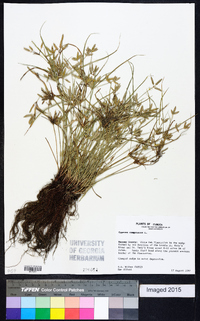 Cyperus compressus image