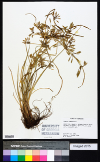 Cyperus compressus image