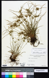 Cyperus compressus image