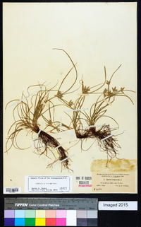 Cyperus compressus image