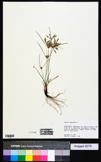 Cyperus compressus image