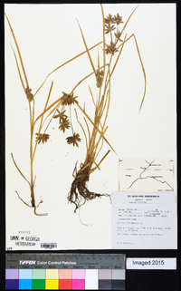 Cyperus compressus image