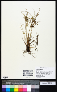 Cyperus compressus image