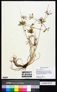 Cyperus compressus image