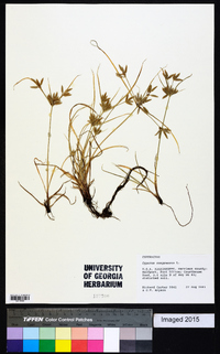 Cyperus compressus image