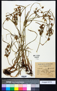 Cyperus confertus image