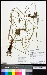 Cyperus aggregatus image