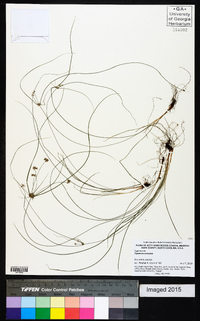 Cyperus croceus image