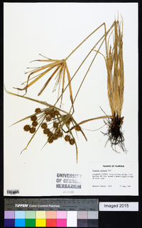 Cyperus croceus image