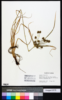 Cyperus croceus image