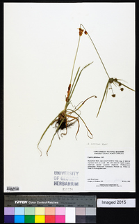 Cyperus croceus image