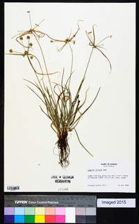 Cyperus croceus image